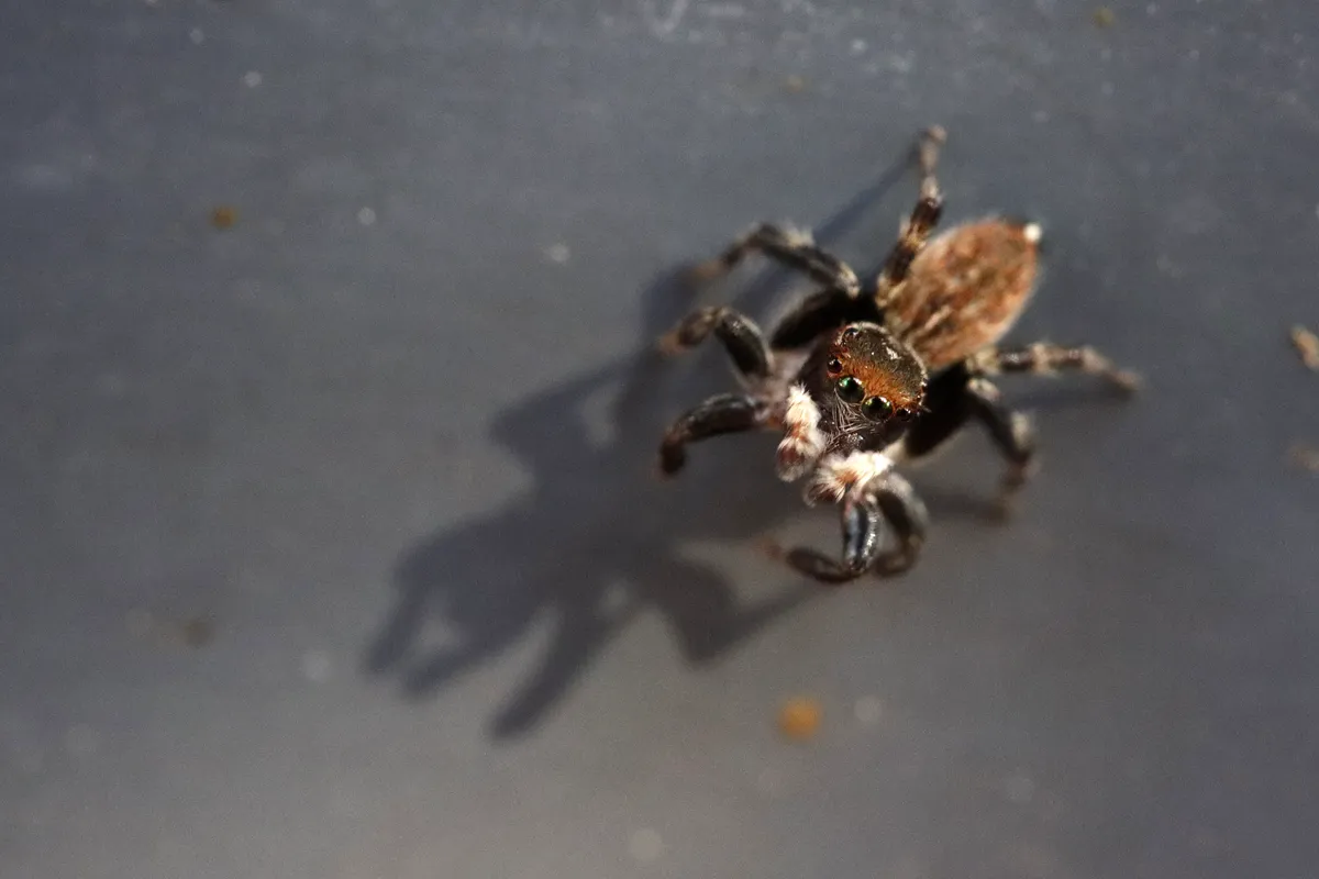 White banded house jumper 2