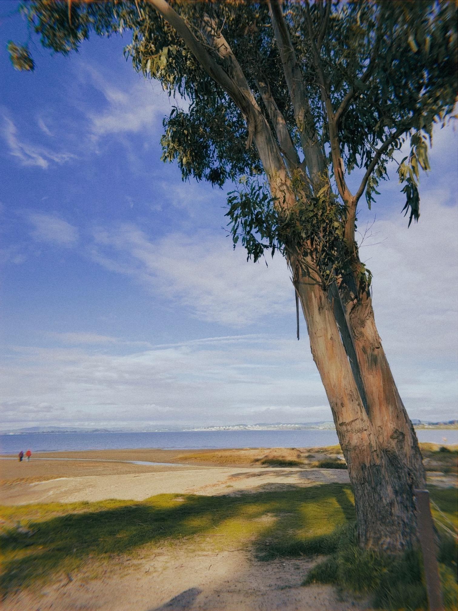 A scenic view of a beach with a large tree in the foreground. The beach features sandy areas and patches of grass, with two people walking in the distance.