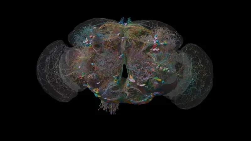 cerveau_mouche