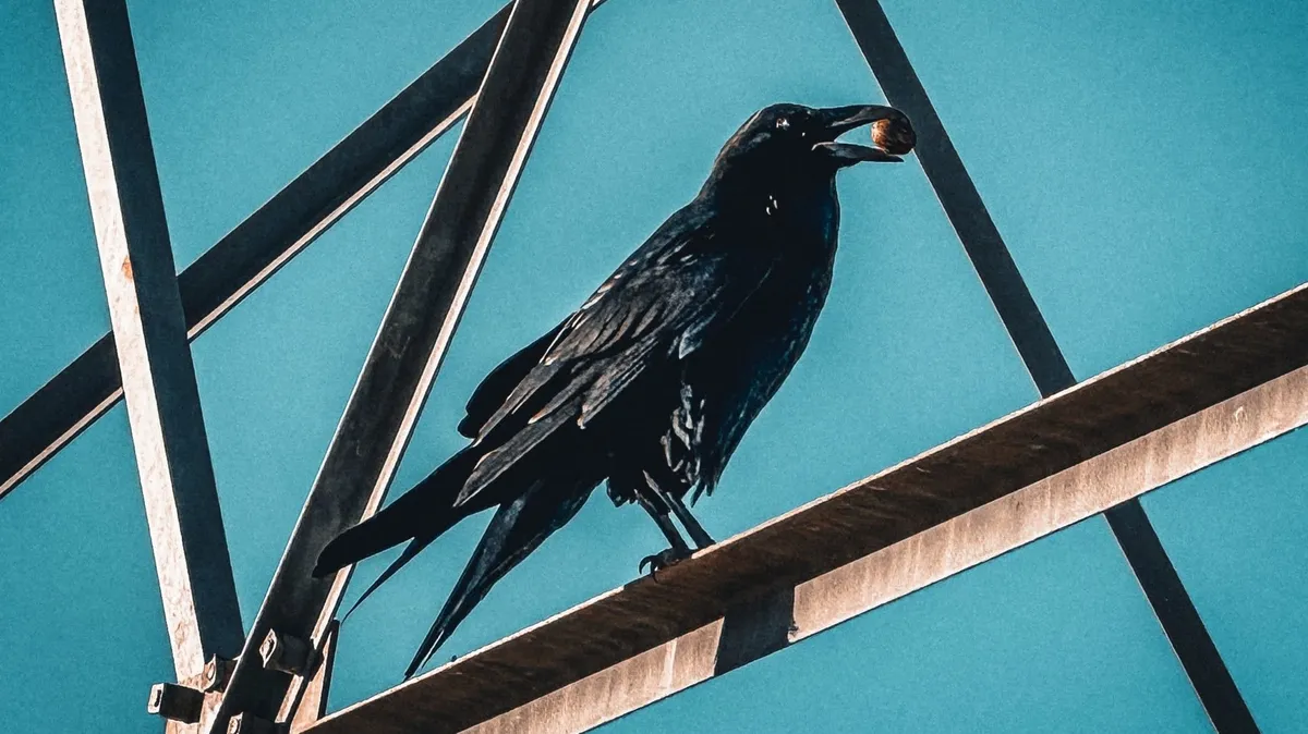 crow