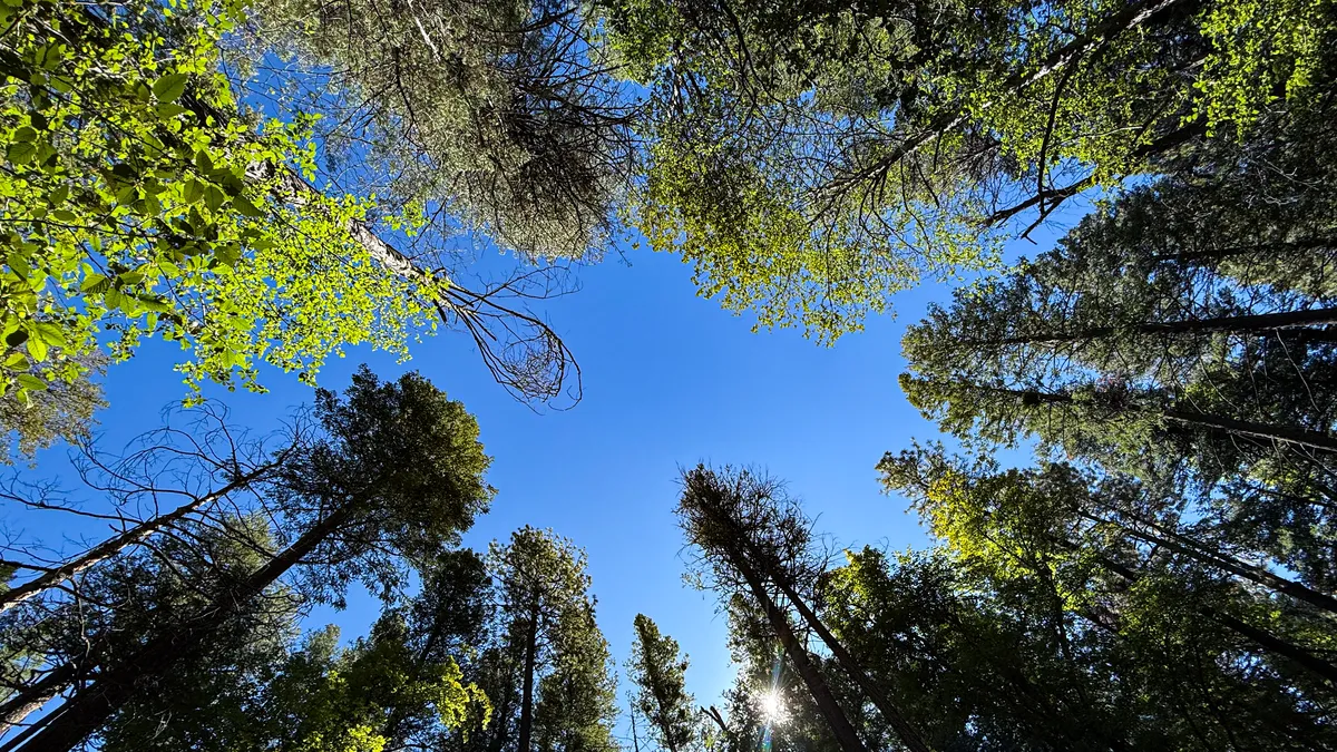 forest