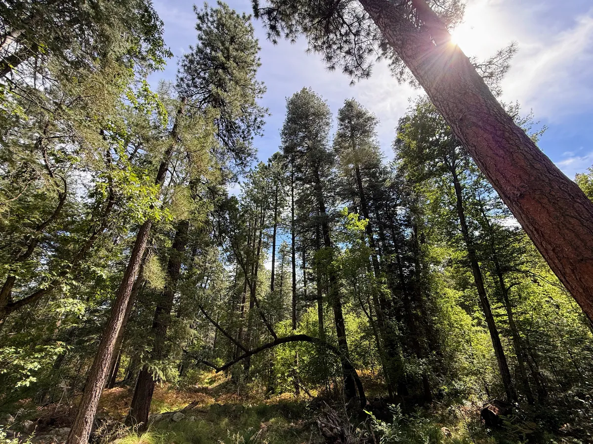 forest