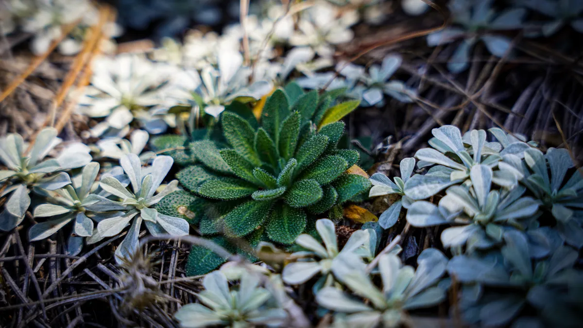 forestplants
