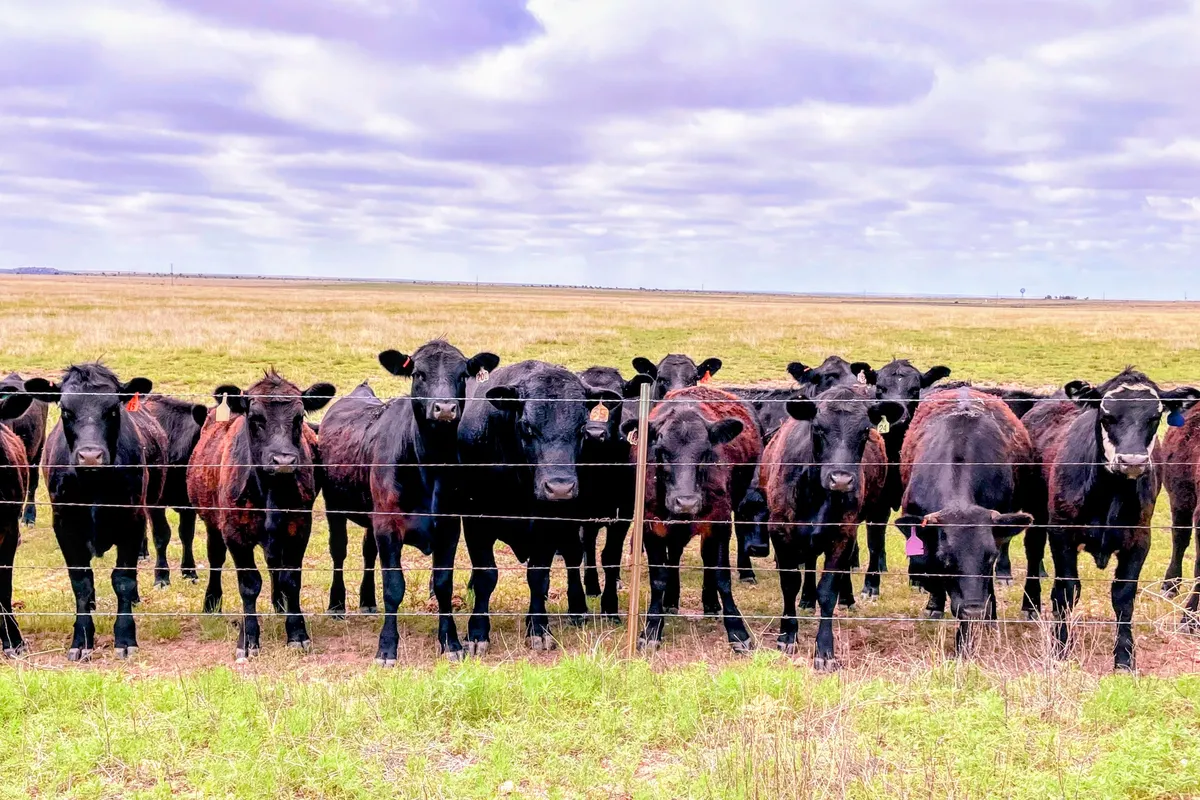 nmcattle