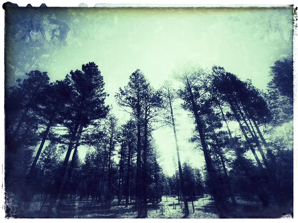 pinetrees