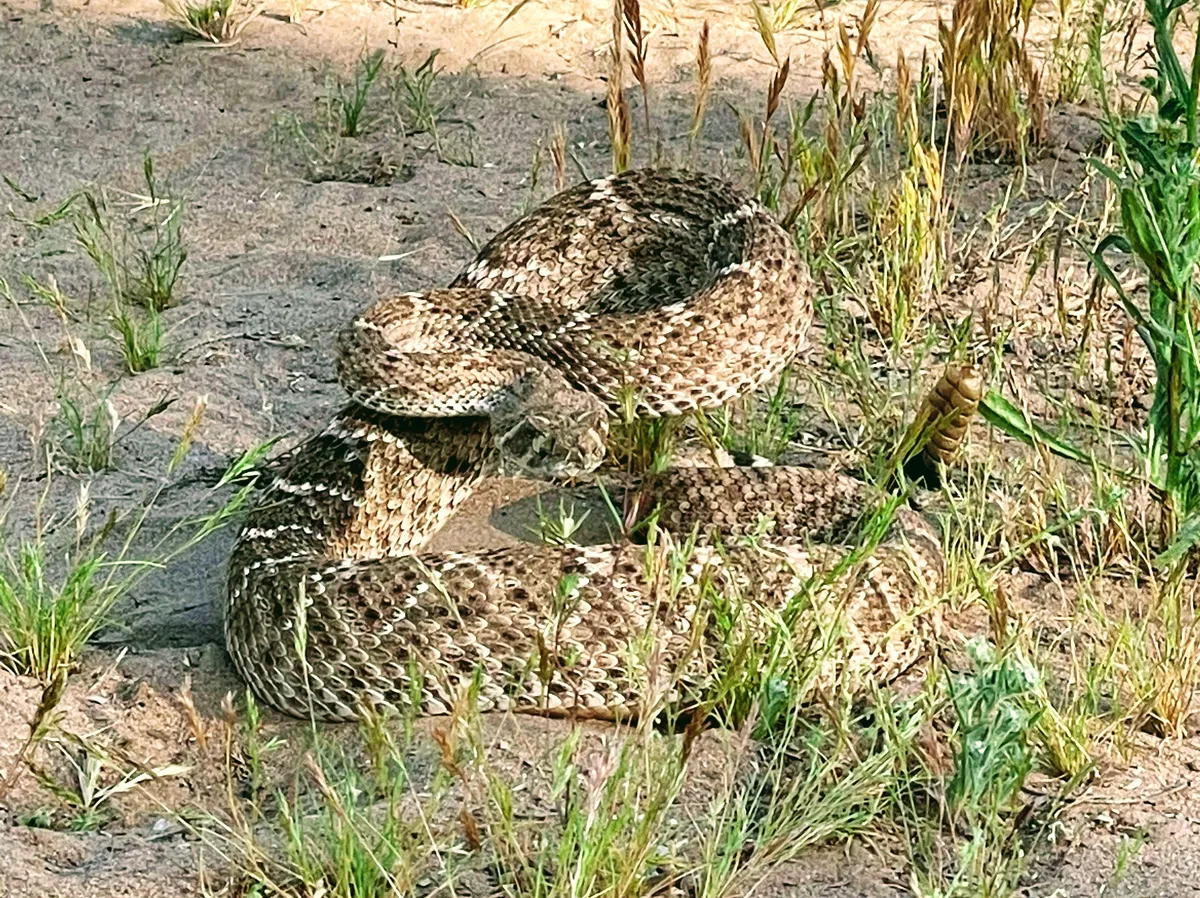 rattlesnake