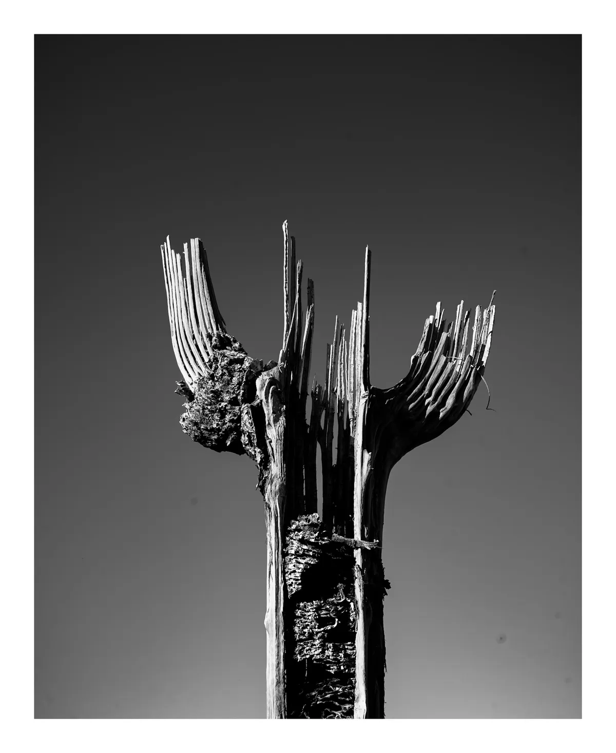 saguaro