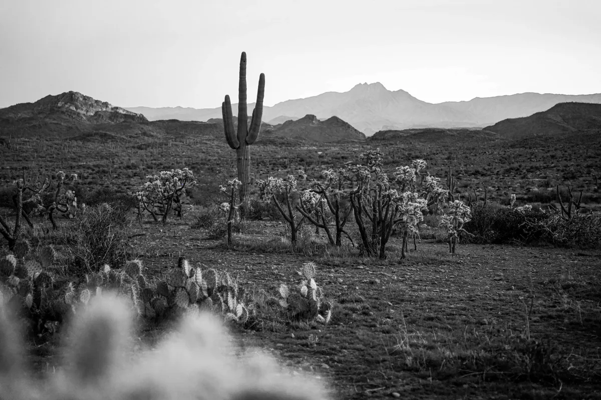 saguaro2