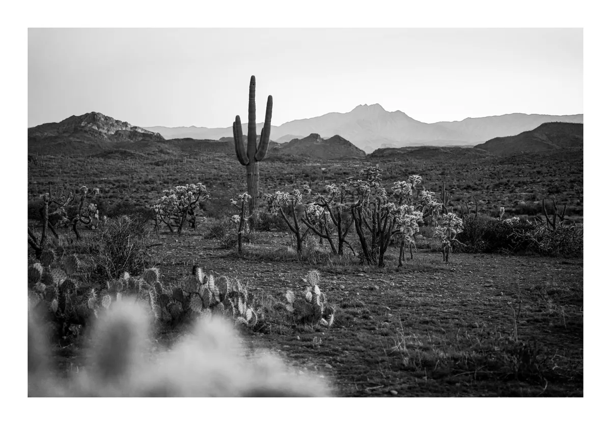 saguaroanccholla
