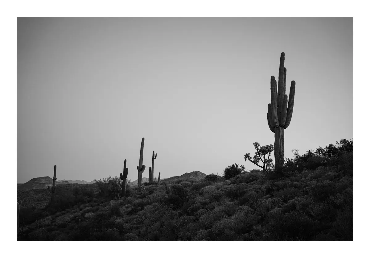 saguaroridge