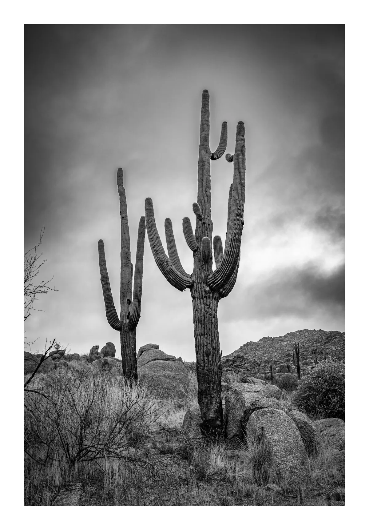 saguarotwins