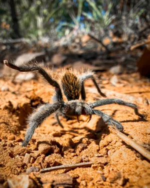 tarantula2