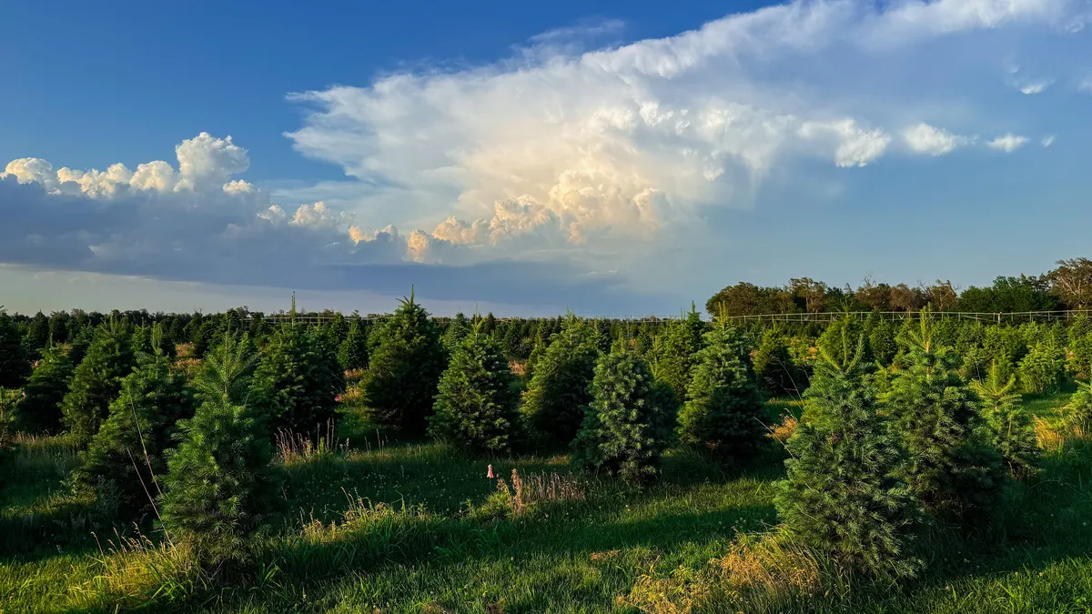 treefarm2