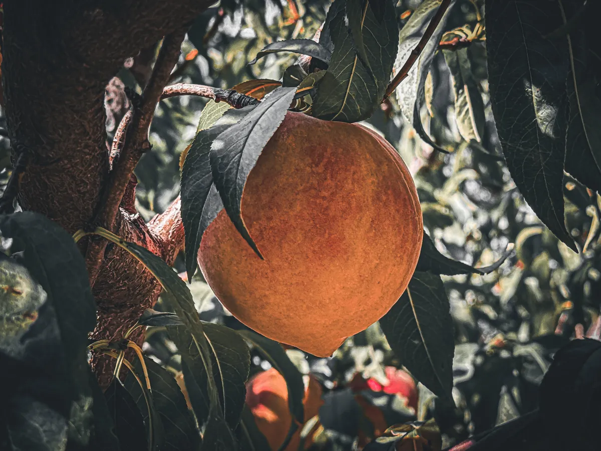 peach