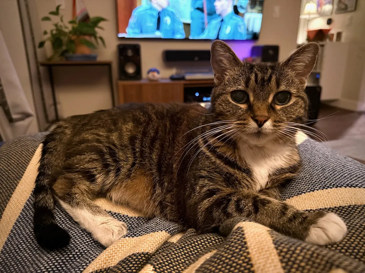 A cat sitting on a blanket