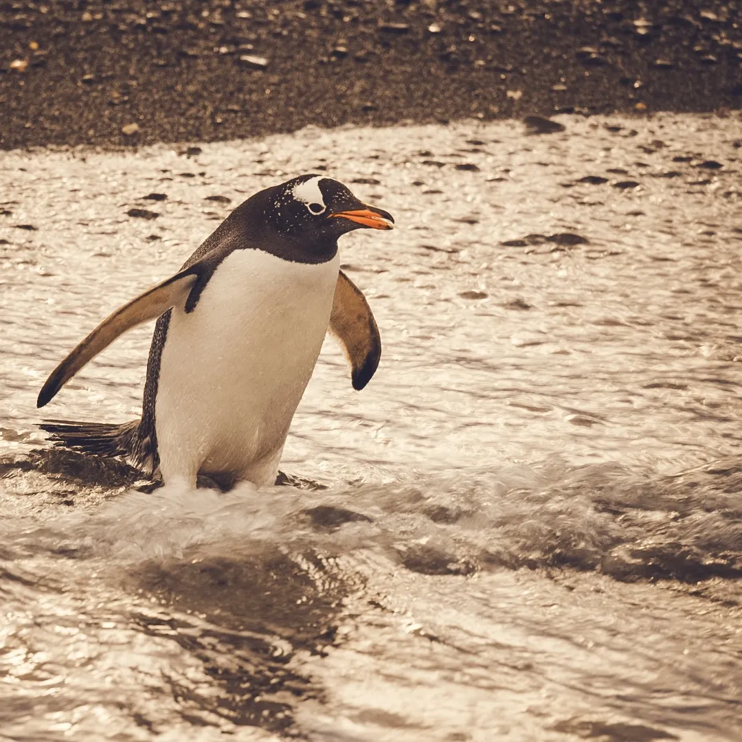 Penguins In Tierra Del Fuego