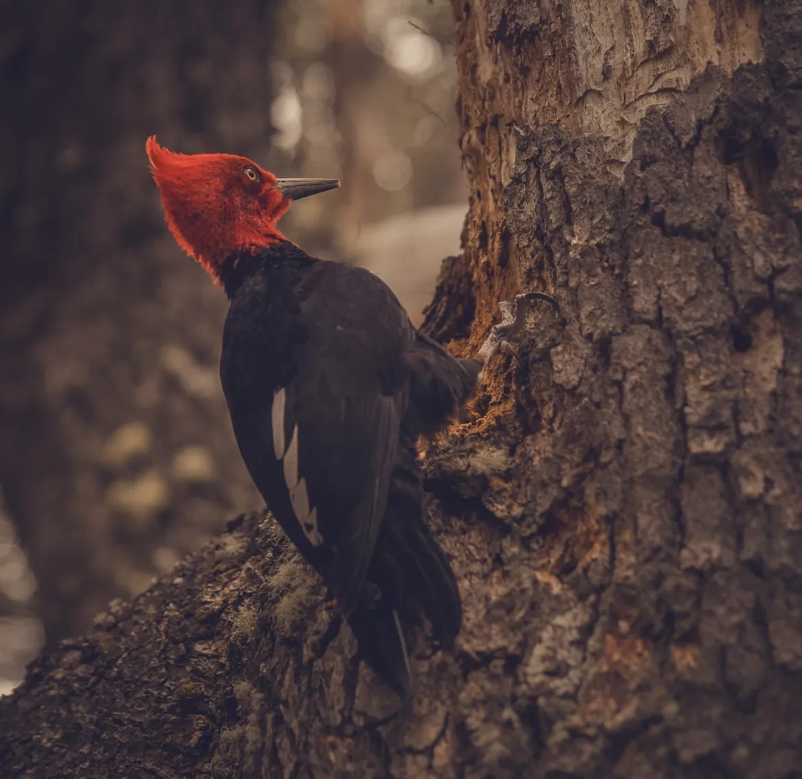 A Hardworking Woodpecker