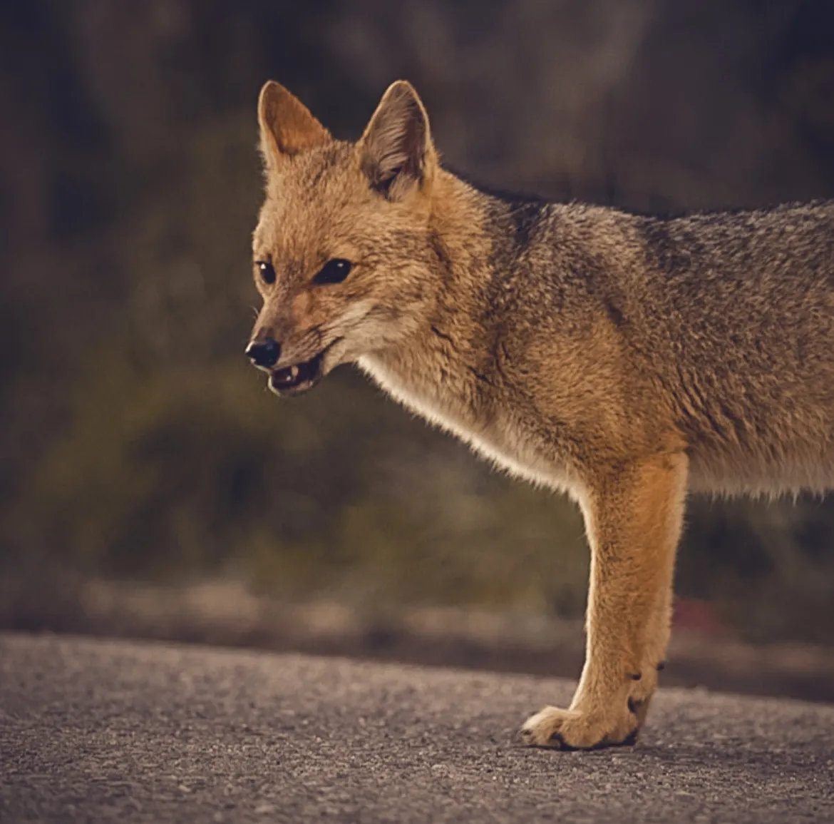 A Happy Fox?