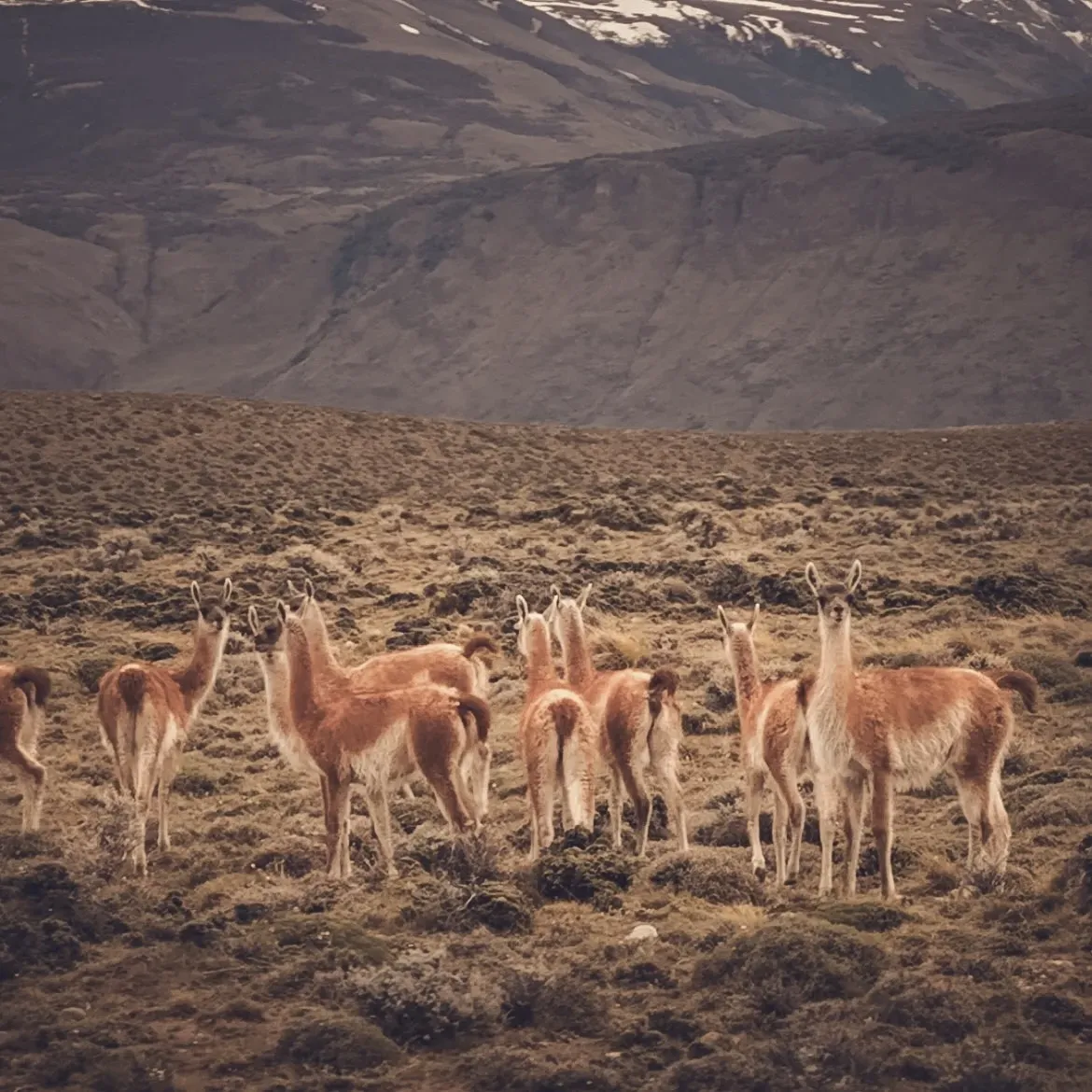 THE GUANACOS!