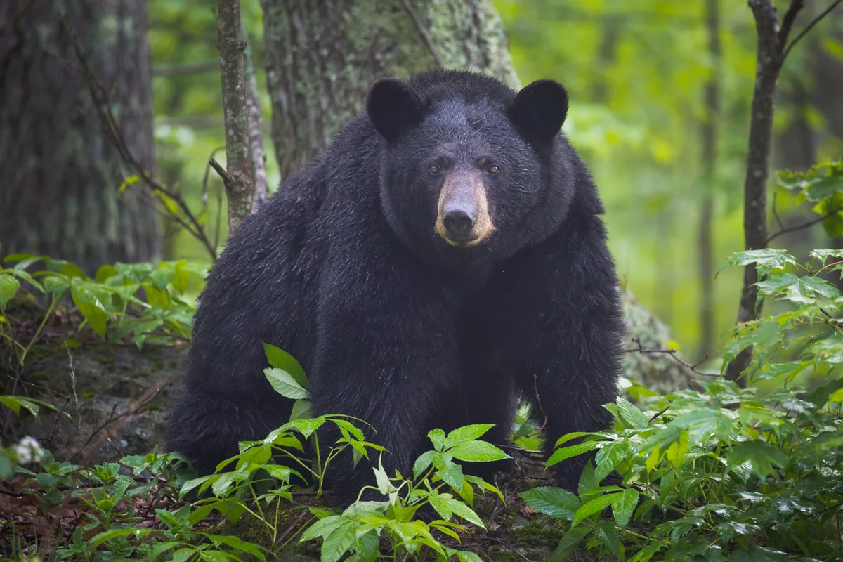 A big black bear stares at the camera