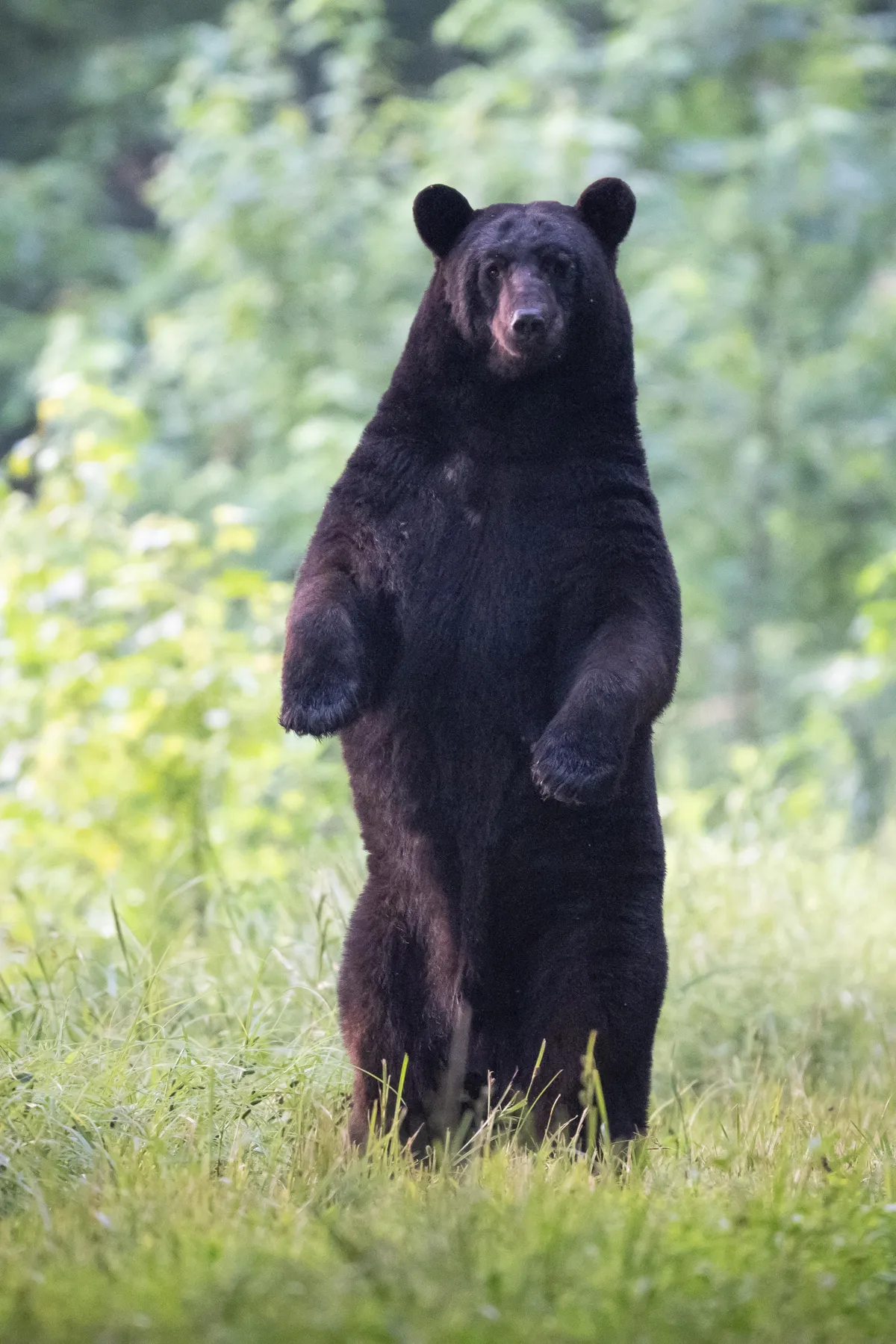 A black bear standing on its hind legs