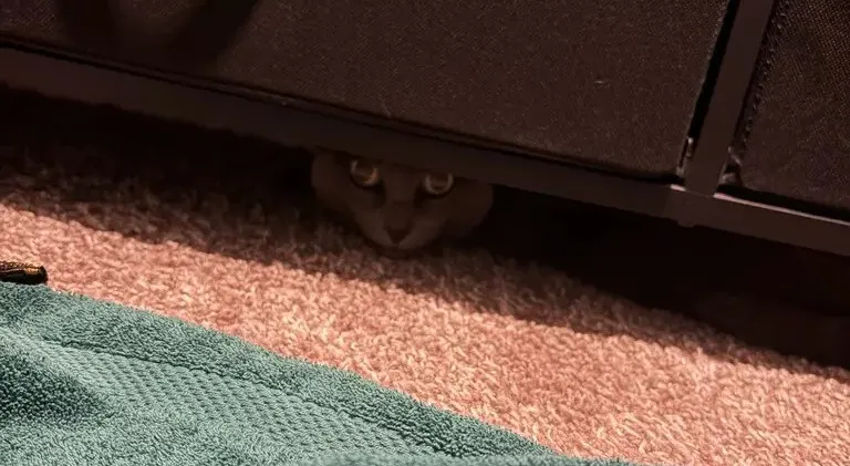 ada_fraidycat