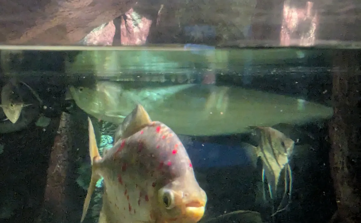 american_arowana2