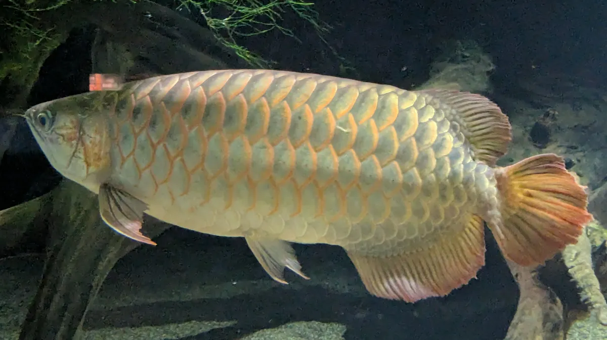 asian_arowana