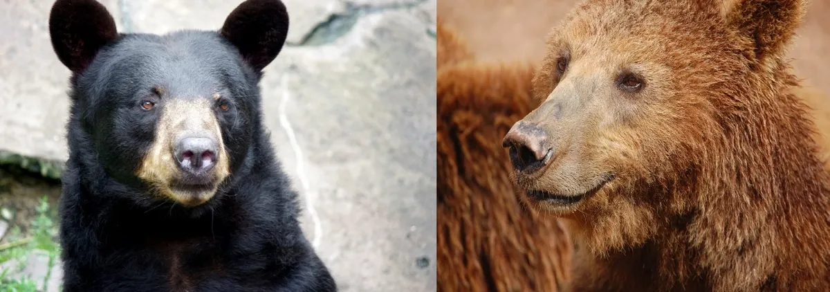 black-brown_bears