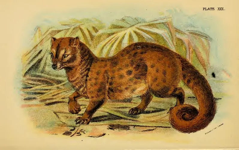 civet