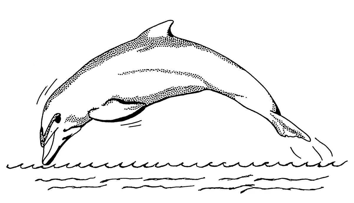 dolphin-1-psf-0ccf59