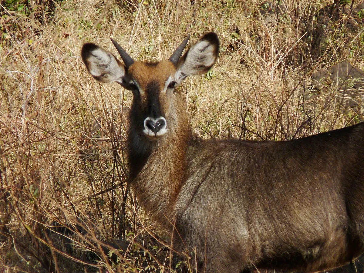 gazelle-thomson-tanzania-499a2f