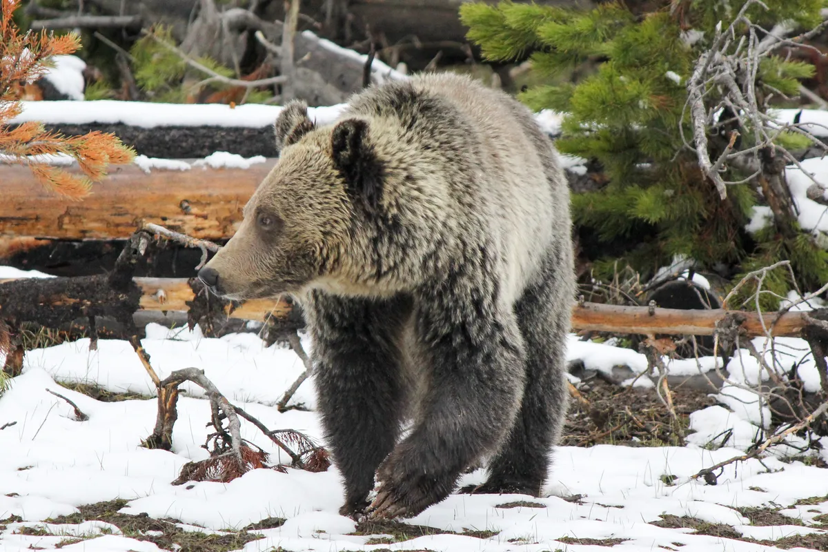 grizzly-bear-42c73d