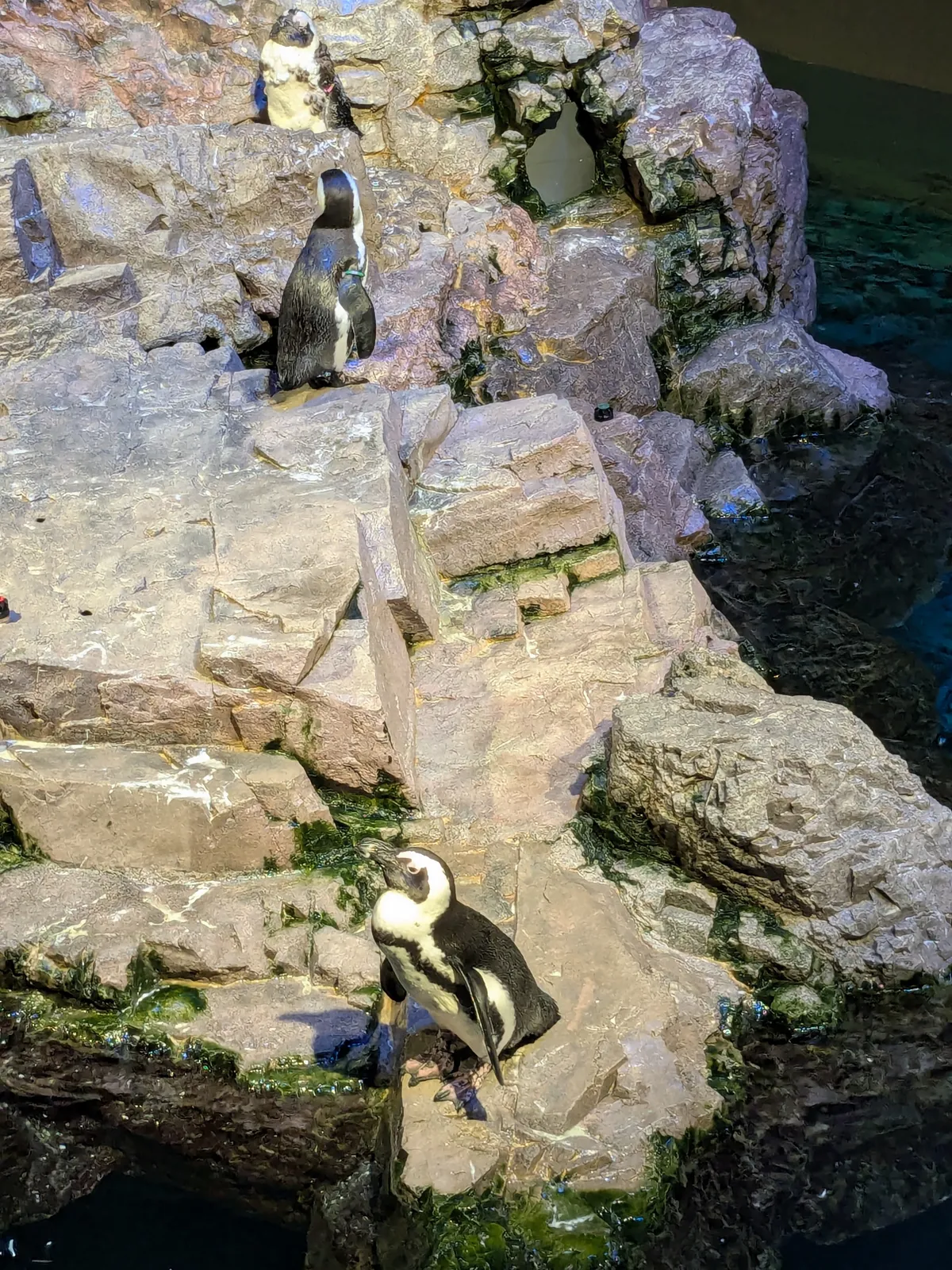penguins