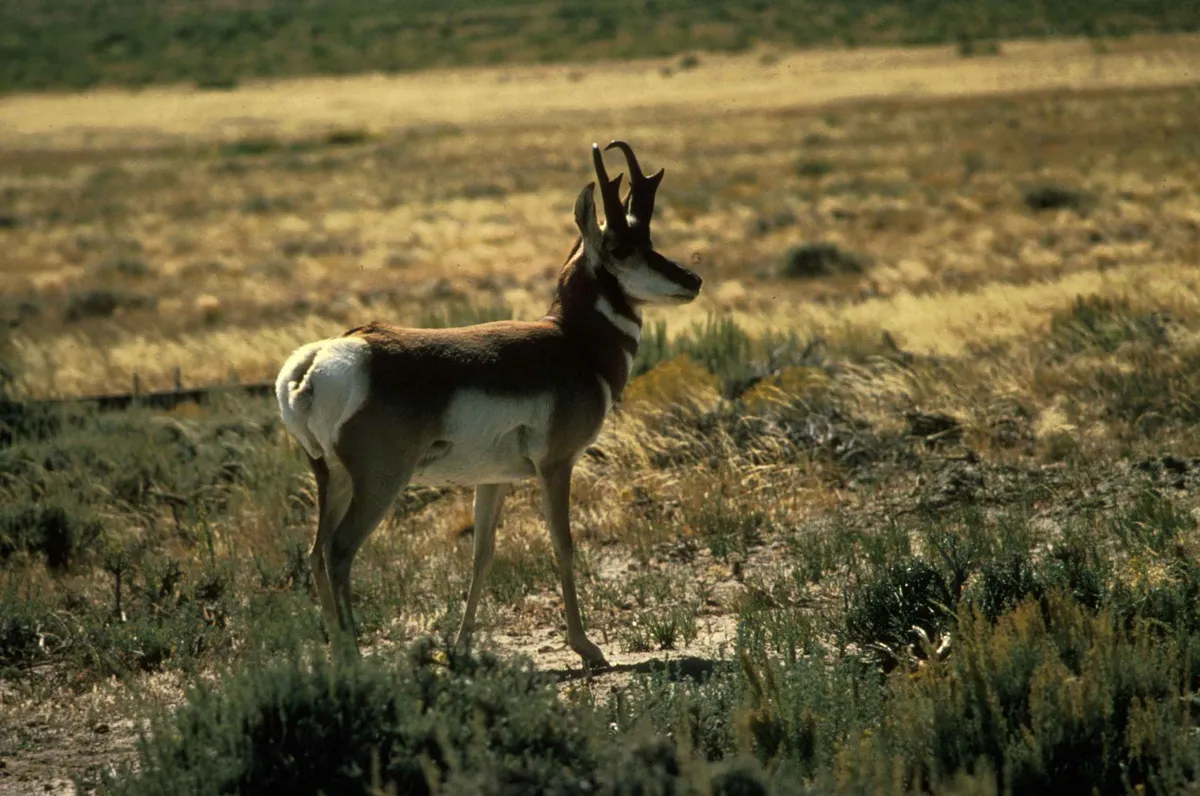 pronghorn-antelope-male-in-breeding-plumage-210b0b
