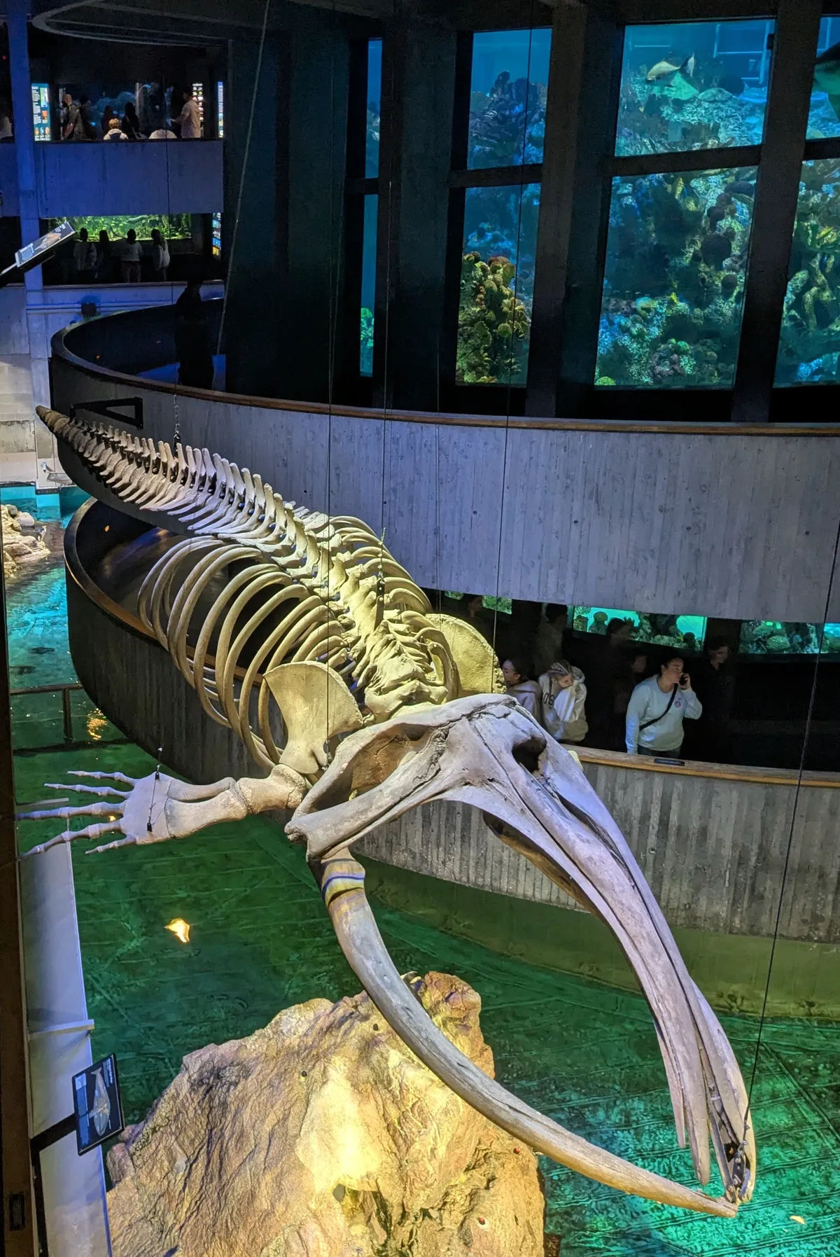 right_whale
