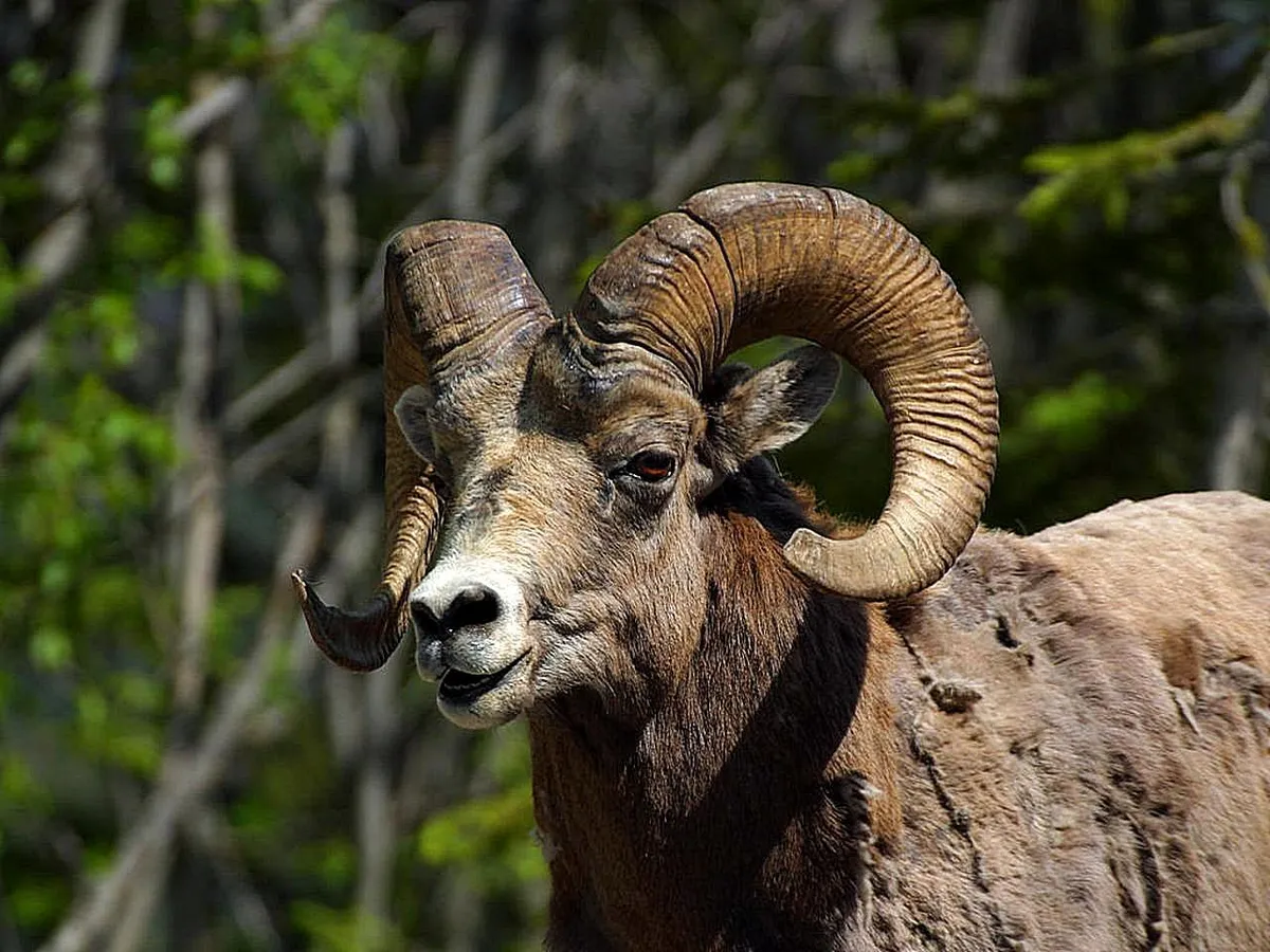 rocky-mountain-bighorn-sheep-39da50