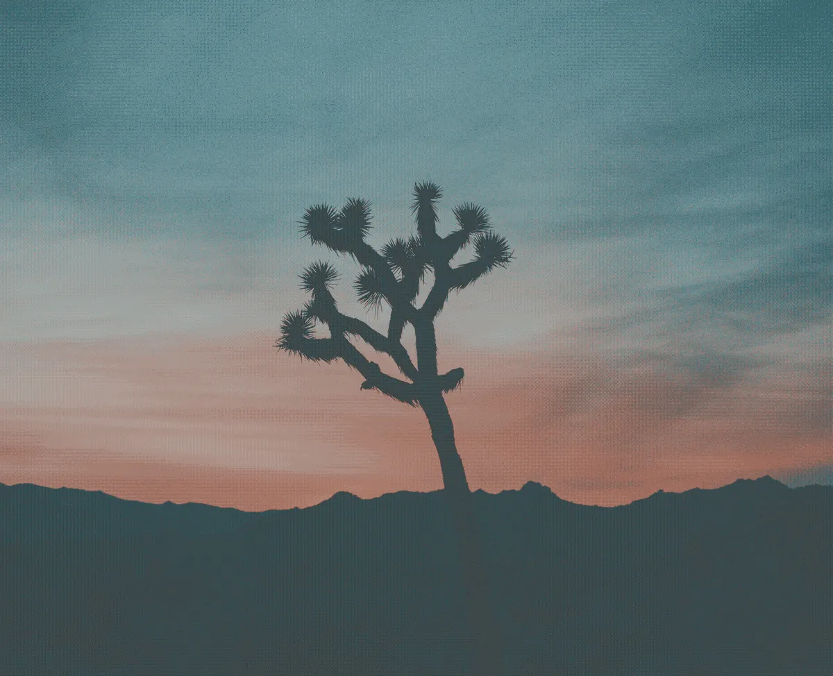 desert-tree-at-night