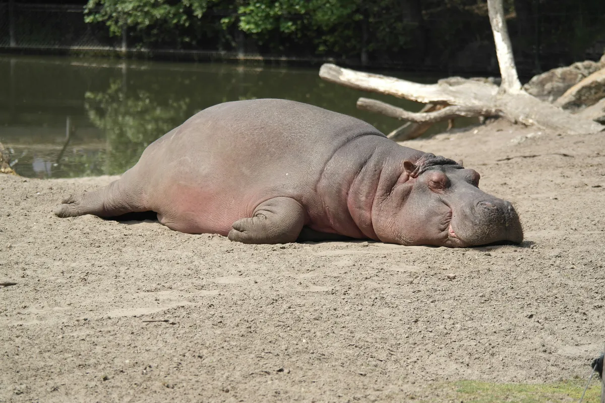 picture of a hippo lying down flat on their stomach, eyes closed