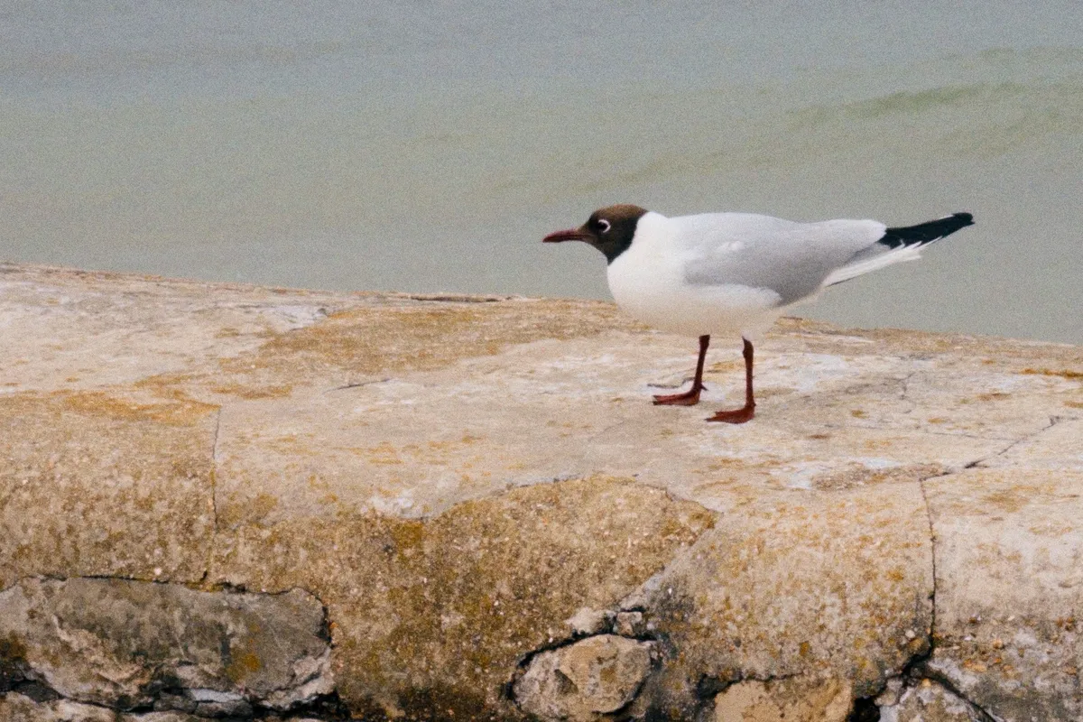 gull
