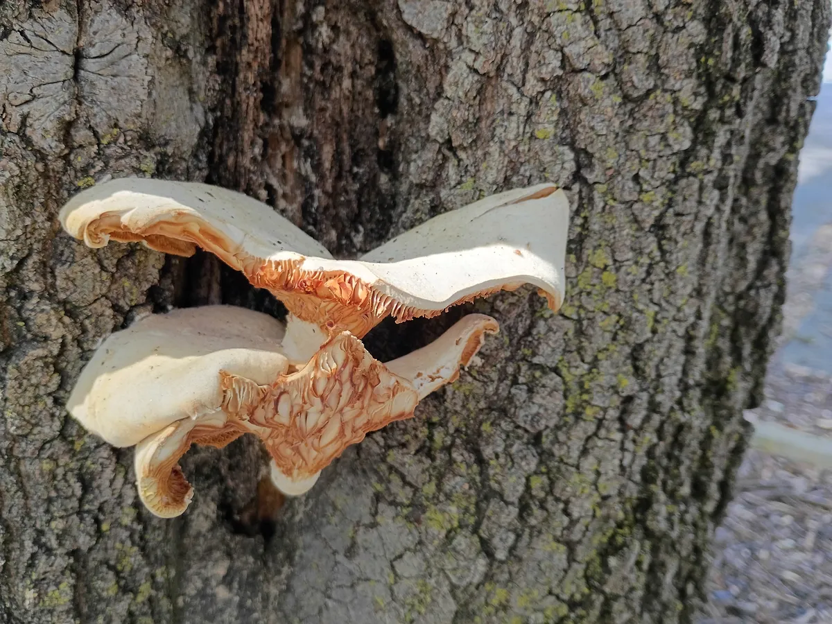 oyster mushroom growing on tree