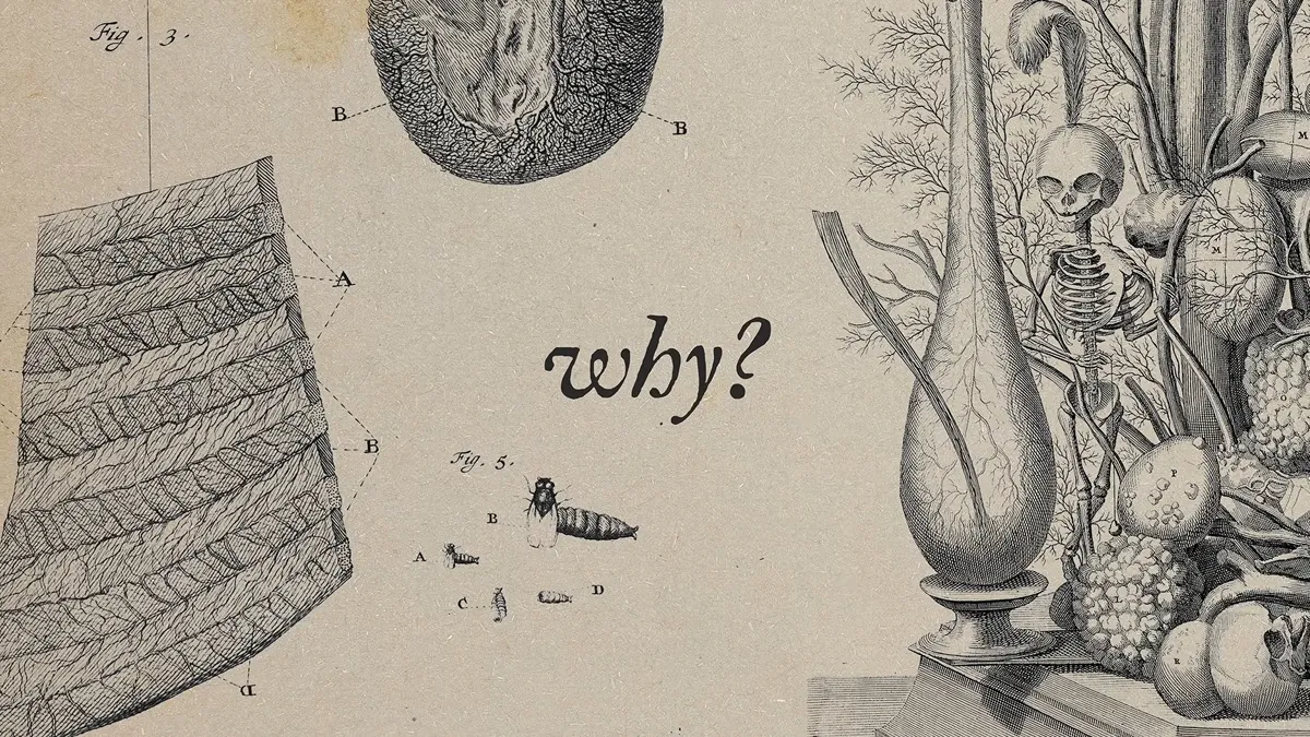 (17) Why Rich People Used to Collect Unicorn Horns - 0-0-57
