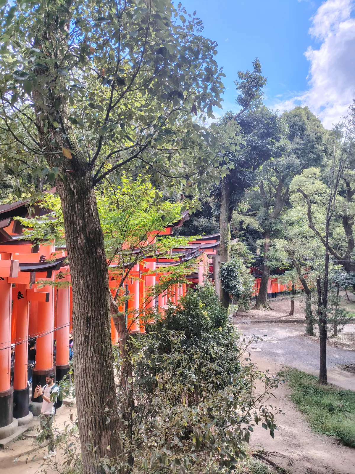 hundreds of traditional red Japanese shrine gates, all built in a line.