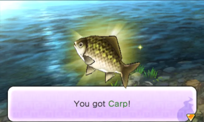 We acquire a fresh carp from fishing.