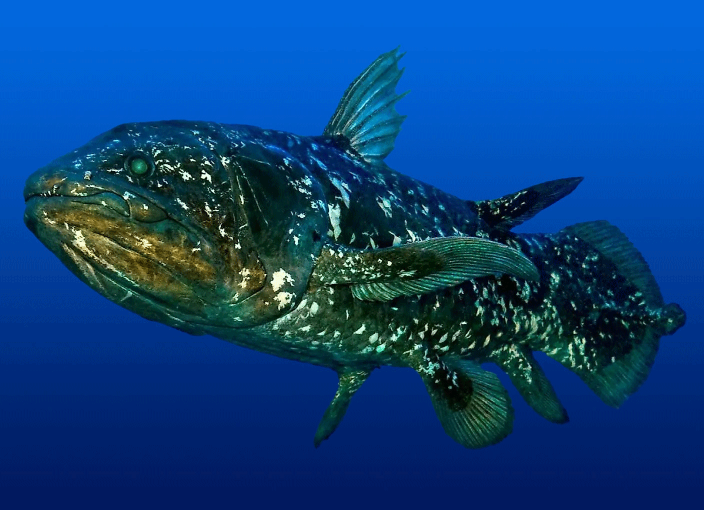 A coelacanth is swimming in the ocean. Slowly, pixellated black sunglasses fall from above onto its face. The coelacanth is informing you to Deal With It.