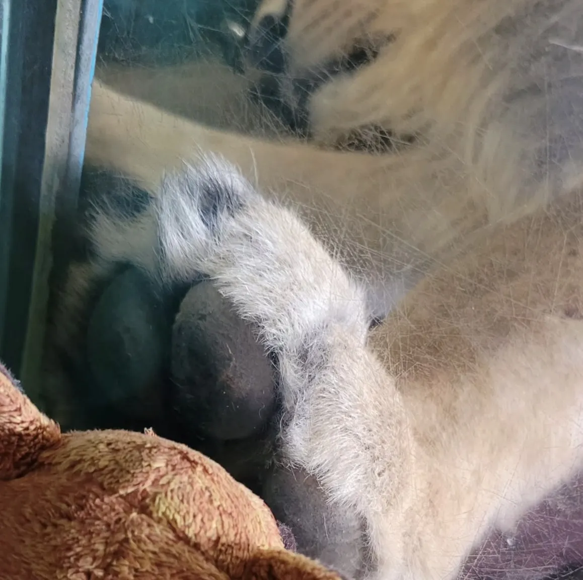 The Lemur against the glass at the lion enclosure, with his hand up against the giant paw the lion has pressed against the glass