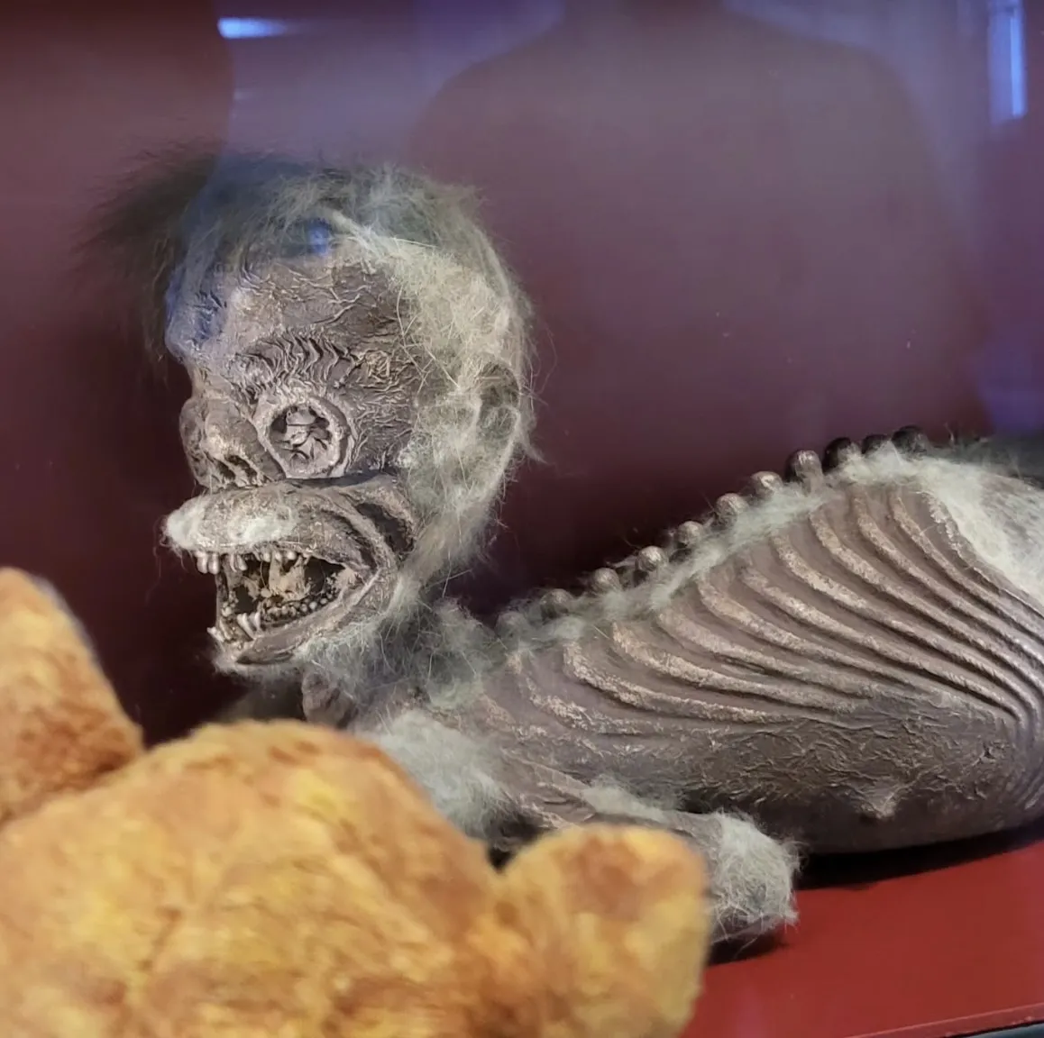 The Lemur looking at a Feegee Mermaid, part of the Wellcome Collection at the Science Museum