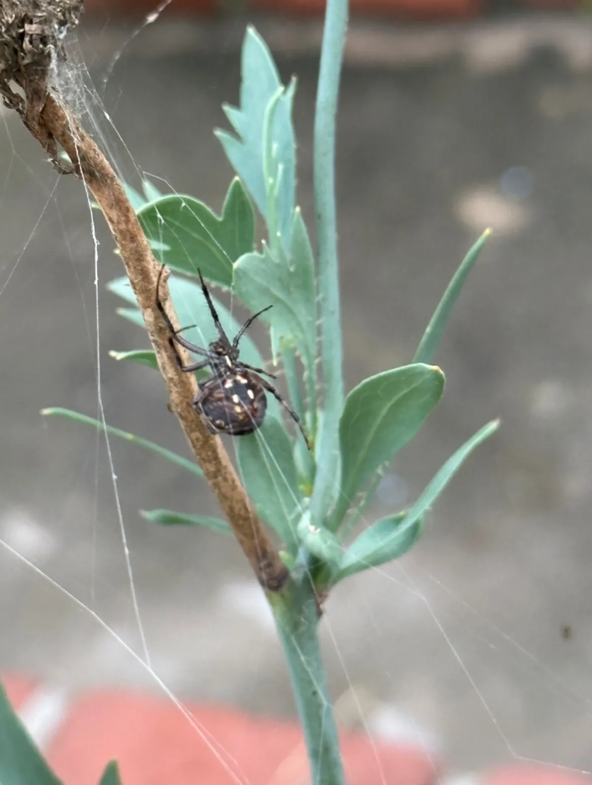 Western Spotted Orbweaver