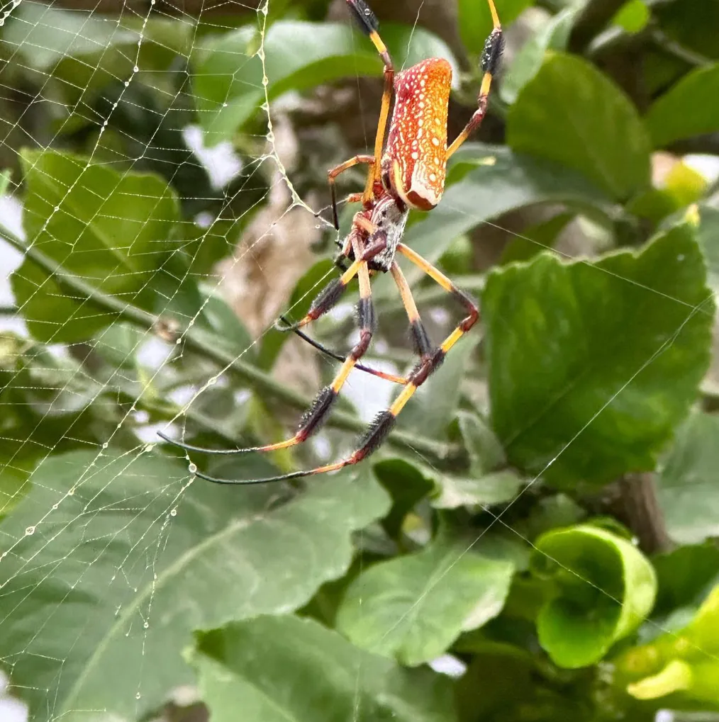 Golden Silk Orbweaver