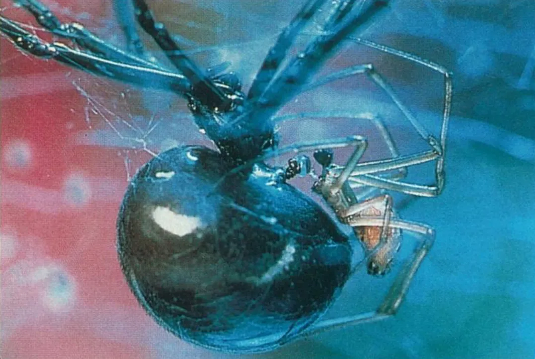 spiders